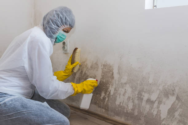 Office Mold Removal Services in Lilburn, GA